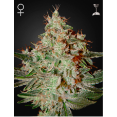 Семена конопли Lemon Skunk Феминизированные Green House