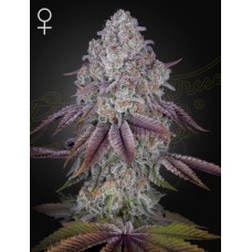 Семена конопли Persian Pie Феминизированные Green House