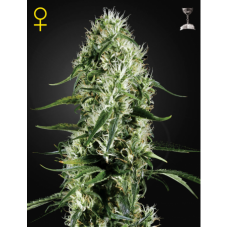 Семена конопли Super Silver Haze Феминизированные Green House