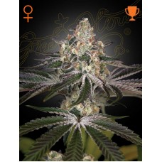Семена конопли White Widow Феминизированные Green House