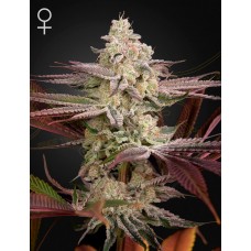Семена конопли Chemical Bride Феминизированные Green House