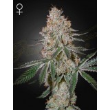 HighCloudZ