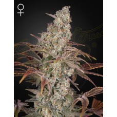 Семена конопли Jack’s Dream Феминизированные Green House