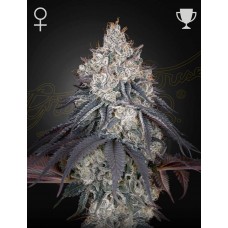 Семена конопли Lemon Orange Феминизированные  Green House