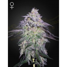 Семена конопли Nori Cake Феминизированные  Green House