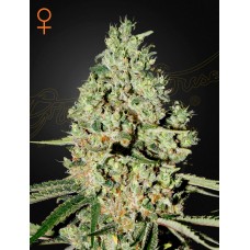 Семена конопли Super Critical Феминизированные Green House