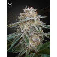 Семена конопли Super Lemon Haze x GMO Феминизированные  Green House
