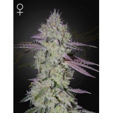 Семена конопли Tart Tatin Феминизированные  Green House