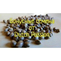 Феминизированные БОНУСЫ Dutch Passion