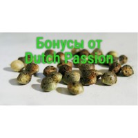 Новое поступление бонусов от Dutch Passion