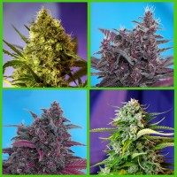 Новое поступление бонусов от Sweet Seeds!