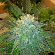 Семена конопли Bubblelicios Auto Автофеминизированные Nirvana