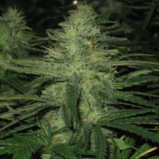Семена конопли Northern Lights reg Регулярные Nirvana