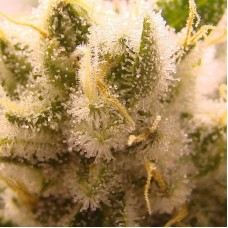 Семена конопли GG 48 Auto Автофеминизированные Nirvana