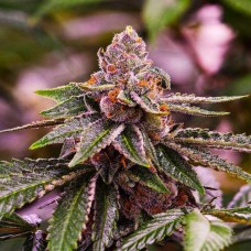 Семена конопли Girl Scout Cookies Феминизированные Nirvana