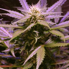 Семена конопли Lemon OG Haze Auto Автофеминизированные Nirvana