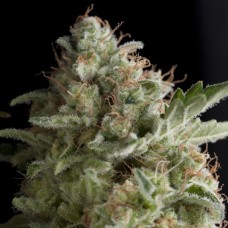 Семена конопли American Pie Феминизированные Pyramid Seeds