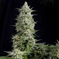 Семена конопли Amnesia Gold Феминизированные Pyramid Seeds