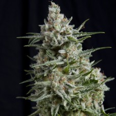 Семена конопли Anesthesia Феминизированные Pyramid Seeds