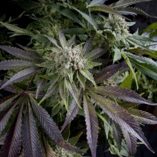 Семена конопли Blue Pyramid Феминизированные Pyramid Seeds
