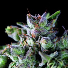 Семена конопли Gorila Феминизированные Pyramid Seeds