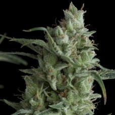 Семена конопли Kryptonite Феминизированные Pyramid Seeds