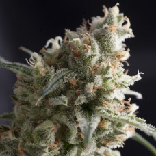 Семена конопли Lennon Феминизированные Pyramid Seeds