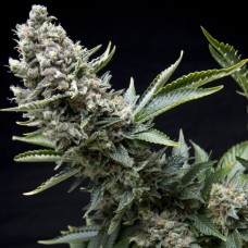 Семена конопли New York City Феминизированные Pyramid Seeds