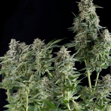 Семена конопли Northern Lights Феминизированные Pyramid Seeds