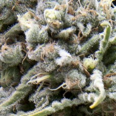 Семена конопли Auto White Widow Автофеминизированные Pyramid Seeds