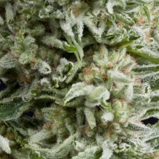 Семена конопли Auto Amnesia Gold Автофеминизированные Pyramid Seeds