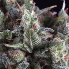 Семена конопли Auto Olympia Автофеминизированные Pyramid Seeds