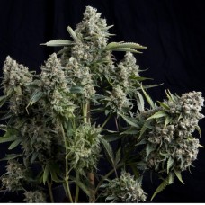 Семена конопли Tutankhamon Феминизированные Pyramid Seeds
