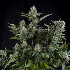Семена конопли White Widow Феминизированные Pyramid Seeds