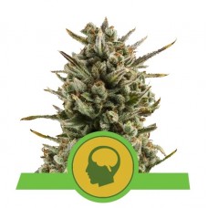 Семена конопли Amnesia Haze Automatic Автофеминизированные Royal Queen Seeds