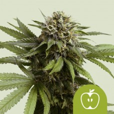 Семена конопли Apple Fritter Auto Автофеминизированные Royal Queen Seeds