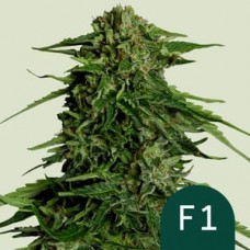 Семена конопли Auto Epsilon F1 Автофеминизированные Royal Queen Seeds