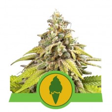 Семена конопли Green Gelato Automatic Автофеминизированные Royal Queen Seeds