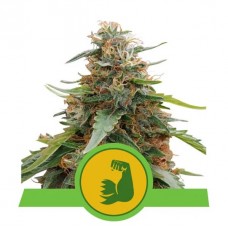 Семена конопли HulkBerry Automatic Автофеминизированные Royal Queen Seeds