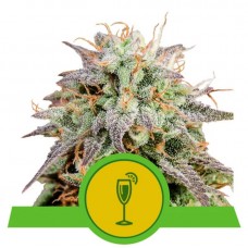 Семена конопли Mimosa Automatic Автофеминизированные Royal Queen Seeds