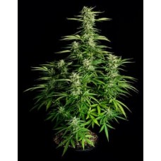Семена конопли Auto Orion F1 Автофеминизированные Royal Queen Seeds