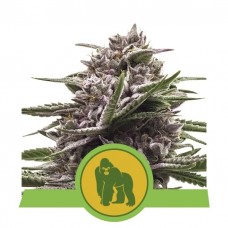 Семена конопли Royal Gorilla Automatic Автофеминизированные Royal Queen Seeds