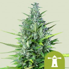 Семена конопли Royal Haze Automatic Автофеминизированные Royal Queen Seeds