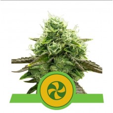 Семена конопли Sweet ZZ Automatic Автофеминизированные Royal Queen Seeds