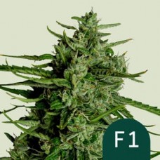 Семена конопли Auto Titan F1 Автофеминизированные Royal Queen Seeds