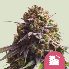 Семена конопли Biscotti Феминизированные Royal Queen Seeds