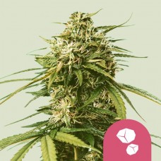 Семена конопли Gushers Феминизированные Royal Queen Seeds