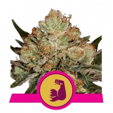 Семена конопли HulkBerry Феминизированные Royal Queen Seeds