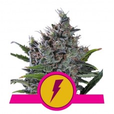 Семена конопли North Thunderfuck Феминизированные Royal Queen Seeds