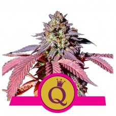 Семена конопли Purple Queen Феминизированные Royal Queen Seeds